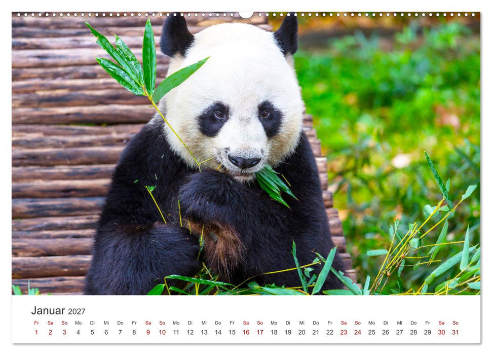 Bären - Pandas, Grizzlybären und Co. (CALVENDO Wandkalender 2027)
