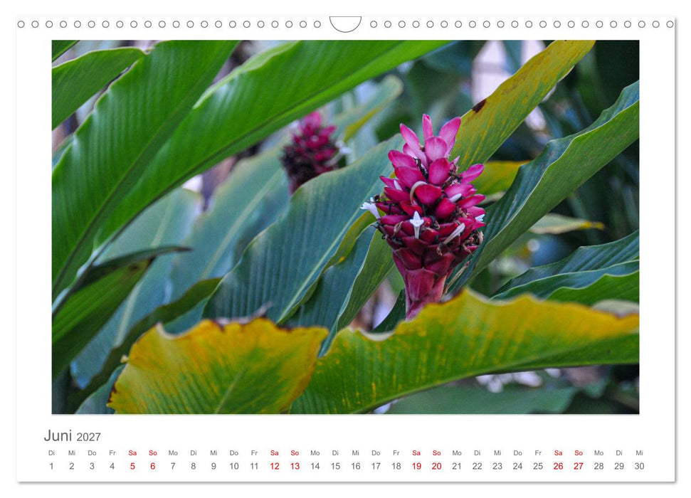 Costa Rica - unterwegs mit Julia Hahn (CALVENDO Wandkalender 2027)