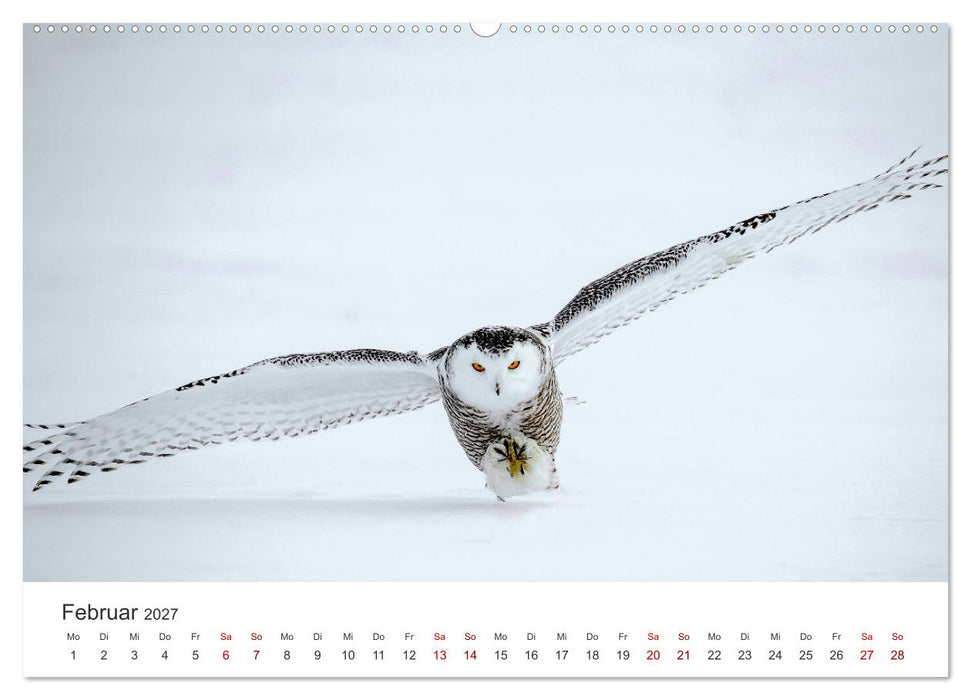 Eulen - Wachsame und geheimnisvolle Augen (CALVENDO Premium Wandkalender 2027)