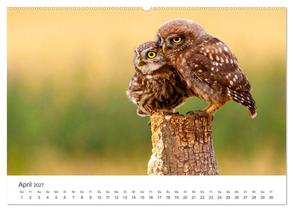 Eulen - Wachsame und geheimnisvolle Augen (CALVENDO Premium Wandkalender 2027)
