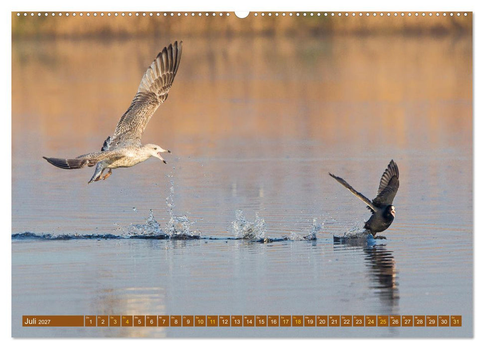 Kämpfende Vögel (CALVENDO Premium Wandkalender 2027)