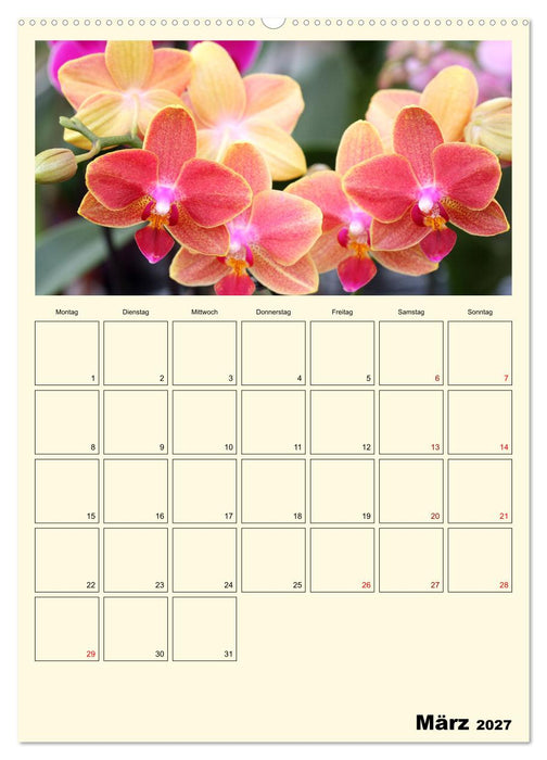 Orchideenträume (CALVENDO Wandkalender 2027)