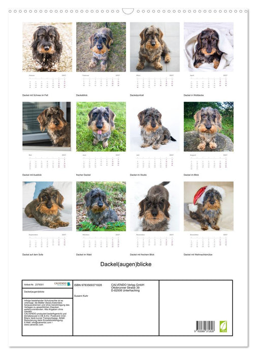 Dackel(augen)blicke (CALVENDO Wandkalender 2027)