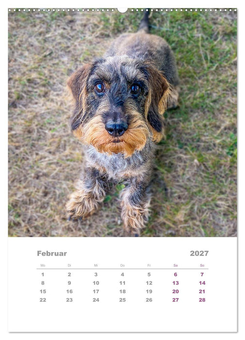 Dackel(augen)blicke (CALVENDO Wandkalender 2027)