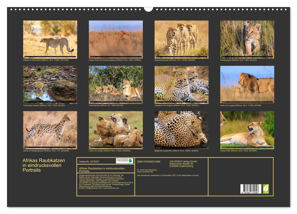 Afrikas Raubkatzen in eindrucksvollen Portraits (CALVENDO Wandkalender 2027)