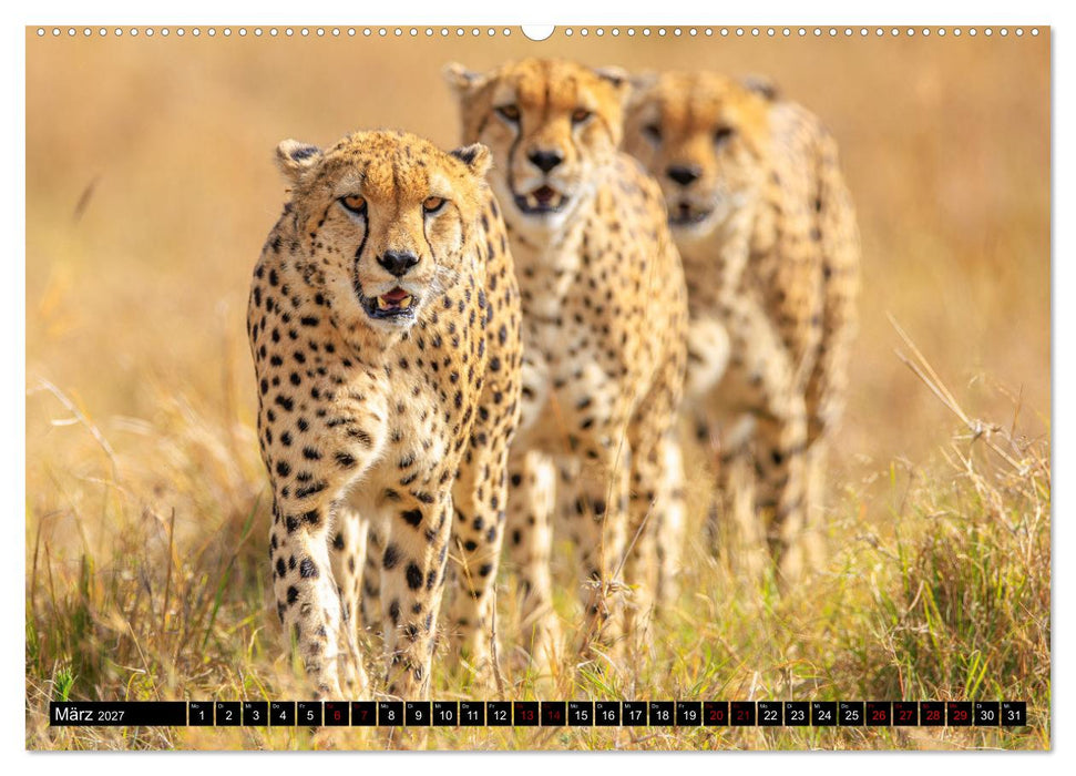 Afrikas Raubkatzen in eindrucksvollen Portraits (CALVENDO Wandkalender 2027)