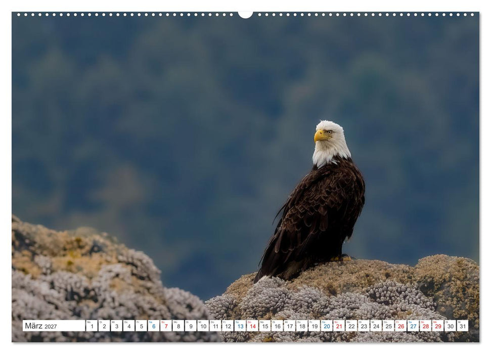 Kanadas Tierwelt - Bären, Wale und vieles mehr (CALVENDO Premium Wandkalender 2027)