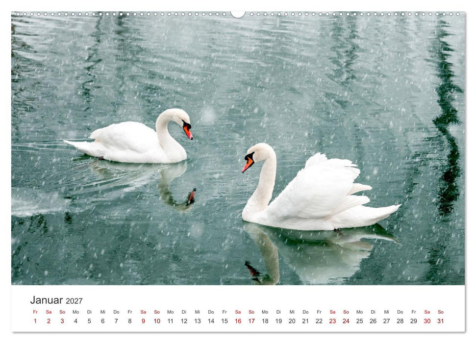 Schwäne - Prachtvolle Federkleider. (CALVENDO Premium Wandkalender 2027)