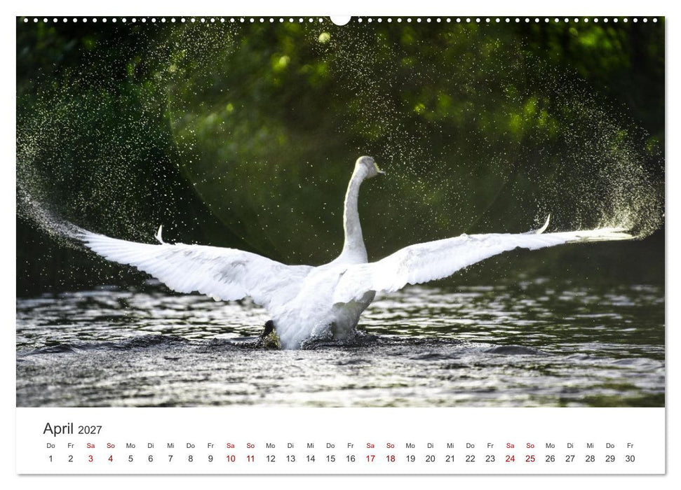 Schwäne - Prachtvolle Federkleider. (CALVENDO Premium Wandkalender 2027)