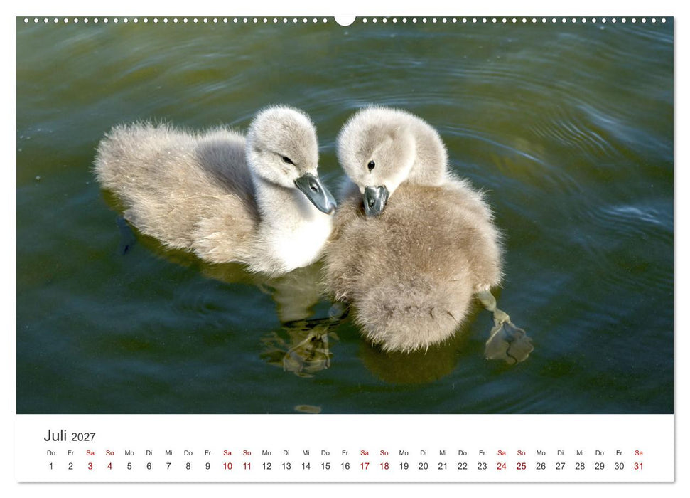 Schwäne - Prachtvolle Federkleider. (CALVENDO Premium Wandkalender 2027)