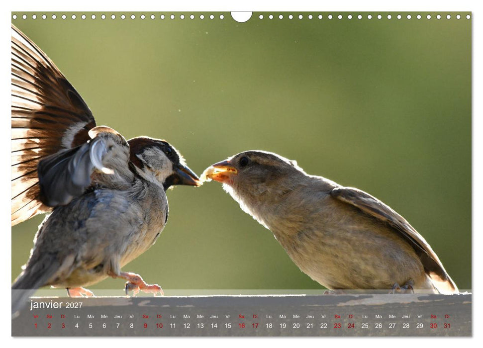 Oiseaux, Papillons et Libellules (CALVENDO Calendrier mensuel 2027)