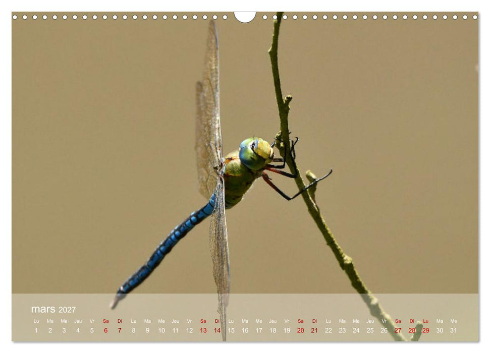 Oiseaux, Papillons et Libellules (CALVENDO Calendrier mensuel 2027)