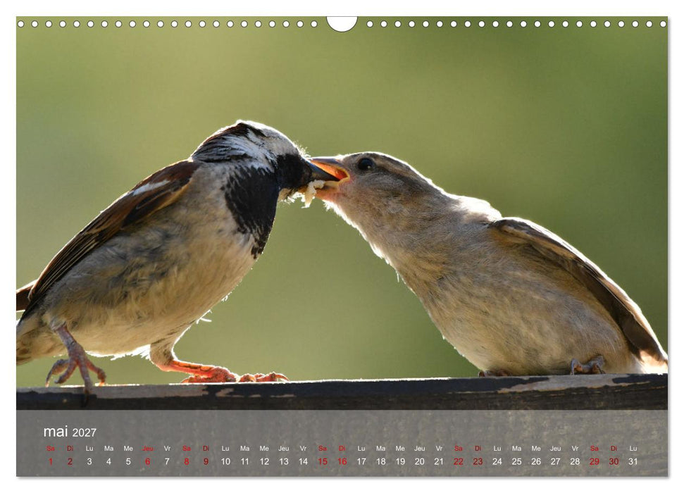 Oiseaux, Papillons et Libellules (CALVENDO Calendrier mensuel 2027)