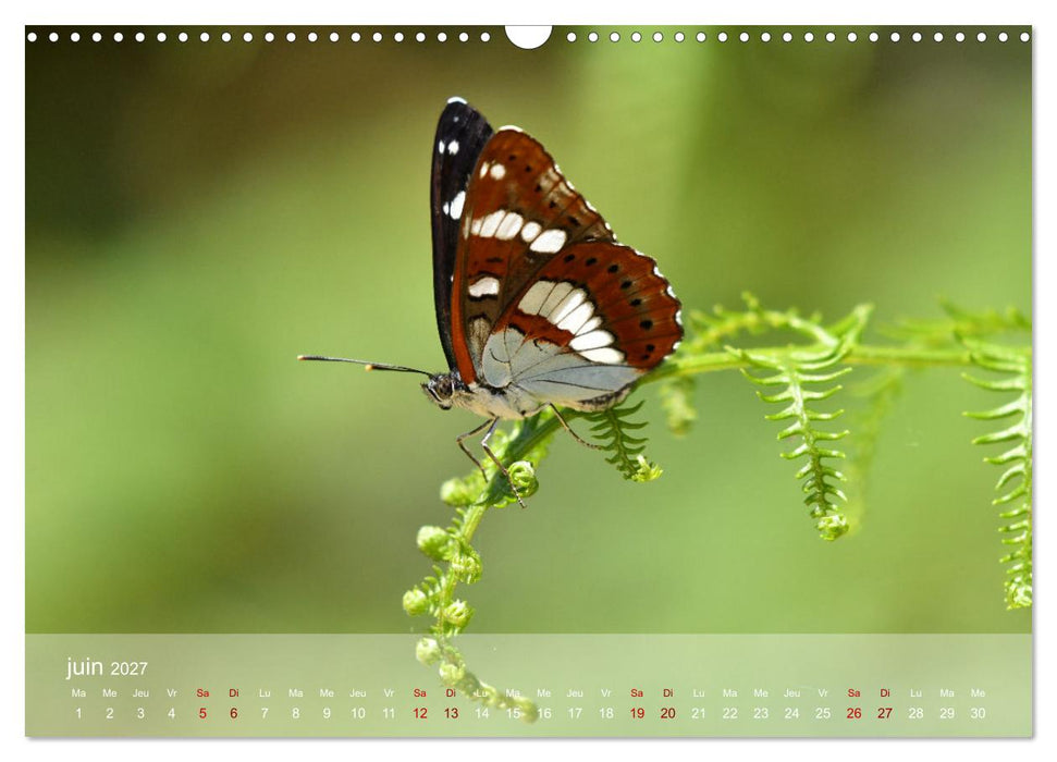 Oiseaux, Papillons et Libellules (CALVENDO Calendrier mensuel 2027)