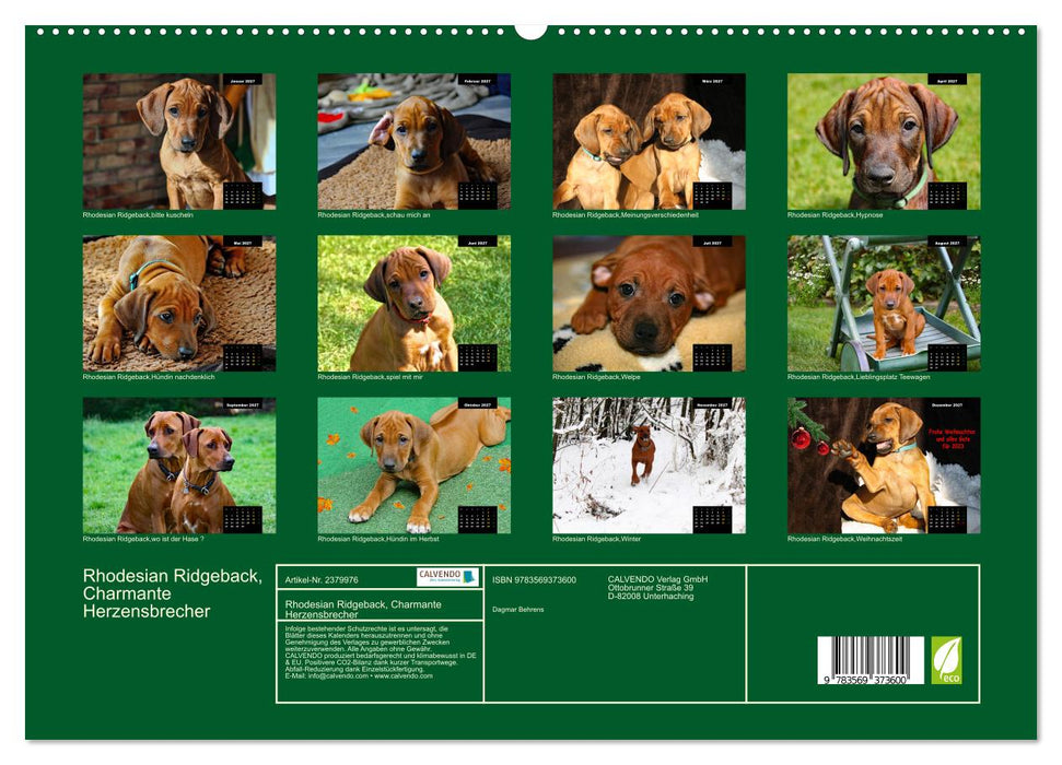 Rhodesian Ridgeback, Charmante Herzensbrecher (CALVENDO Premium Wandkalender 2027)