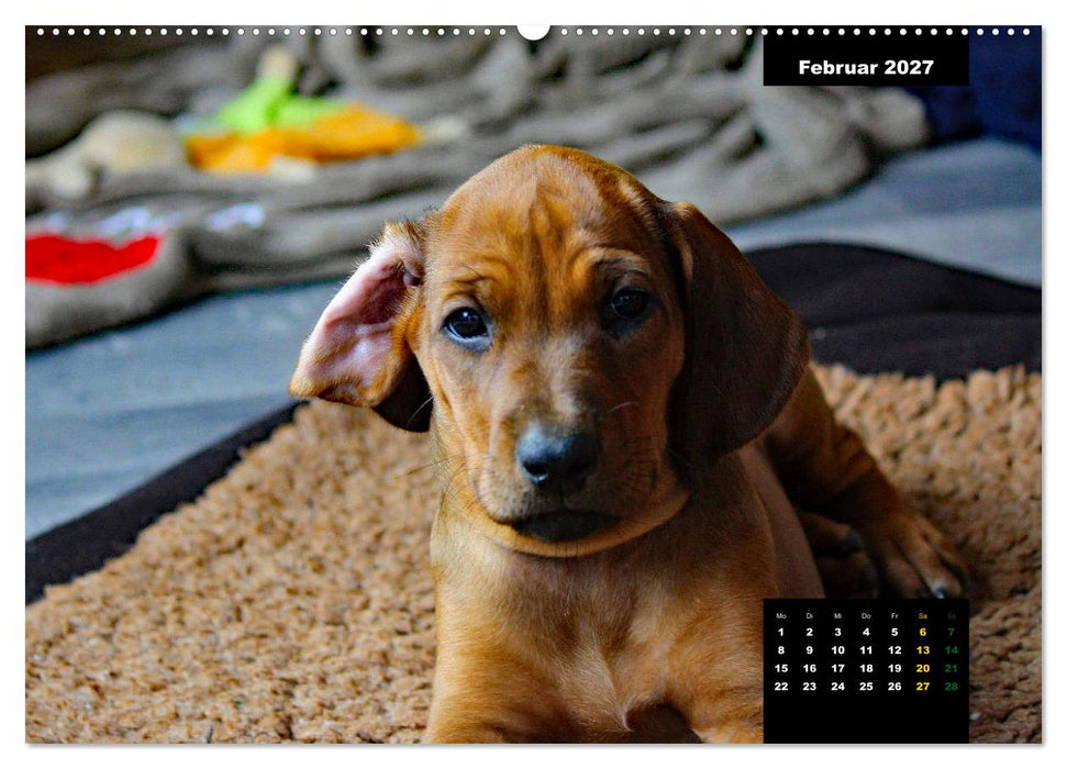 Rhodesian Ridgeback, Charmante Herzensbrecher (CALVENDO Premium Wandkalender 2027)