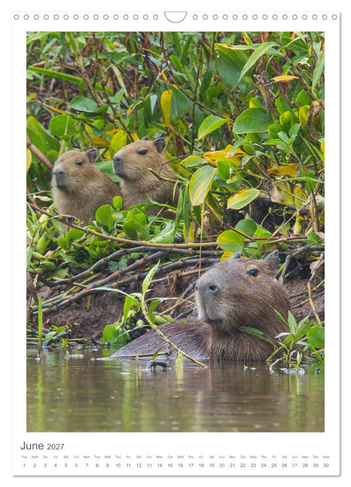 Pantanal Wildlife Photography (CALVENDO Monthly Calendar 2027)