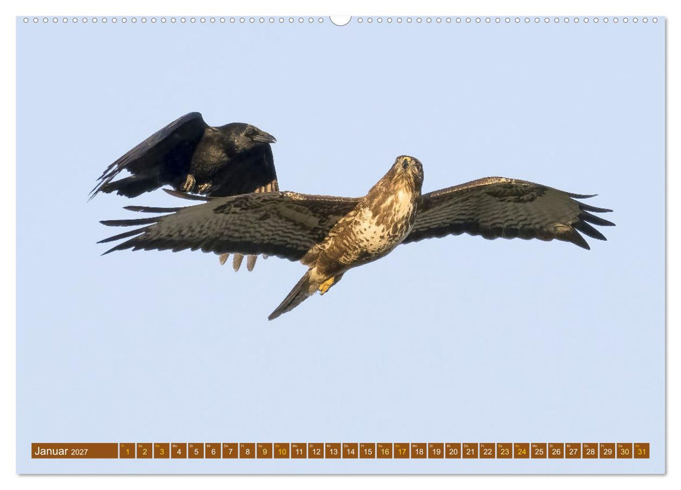Kämpfende Vögel (CALVENDO Wandkalender 2027)