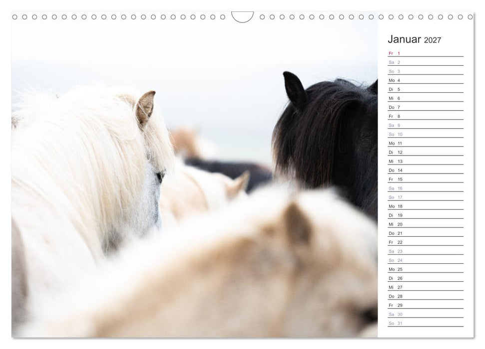 Islandpferde Kalender (CALVENDO Wandkalender 2027)