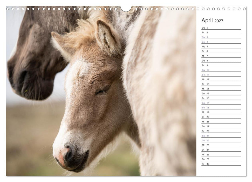 Islandpferde Kalender (CALVENDO Wandkalender 2027)