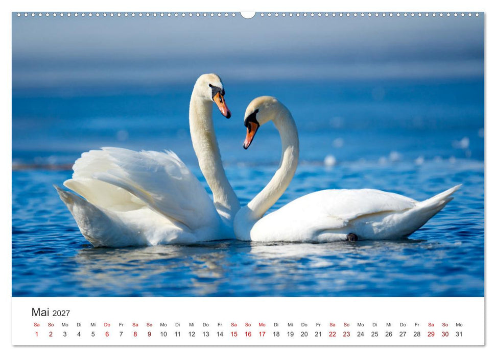 Schwäne - Prachtvolle Federkleider. (CALVENDO Wandkalender 2027)