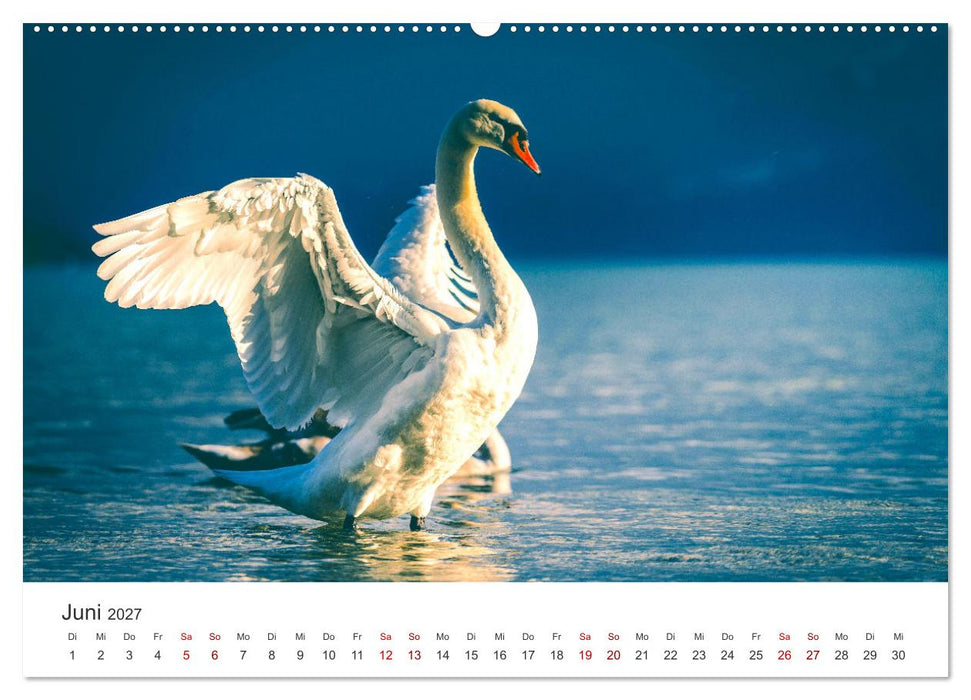 Schwäne - Prachtvolle Federkleider. (CALVENDO Wandkalender 2027)