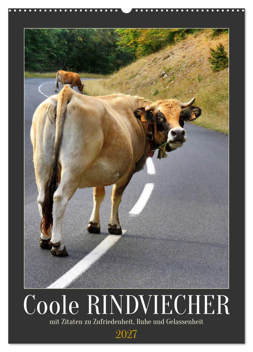 Coole Rindviecher (CALVENDO Wandkalender 2027)