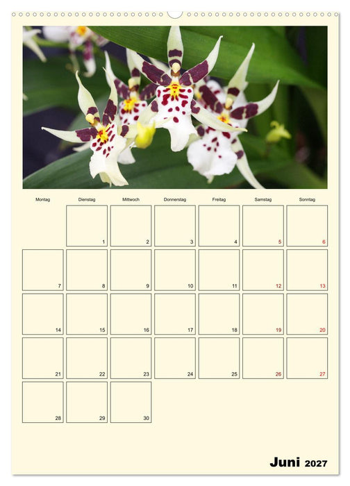 Orchideenträume (CALVENDO Premium Wandkalender 2027)