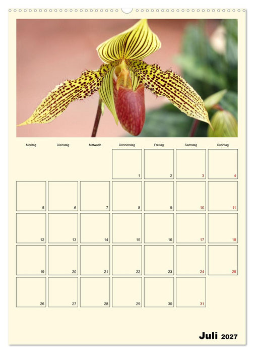 Orchideenträume (CALVENDO Premium Wandkalender 2027)