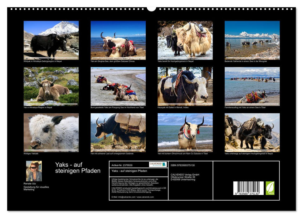 Yaks - auf steinigen Pfaden (CALVENDO Premium Wandkalender 2027)