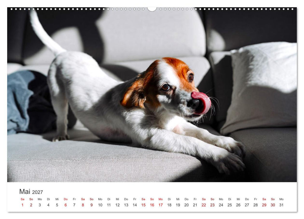 Tierisches Yoga - Eine Tierwelt voller Yogis. (CALVENDO Wandkalender 2027)