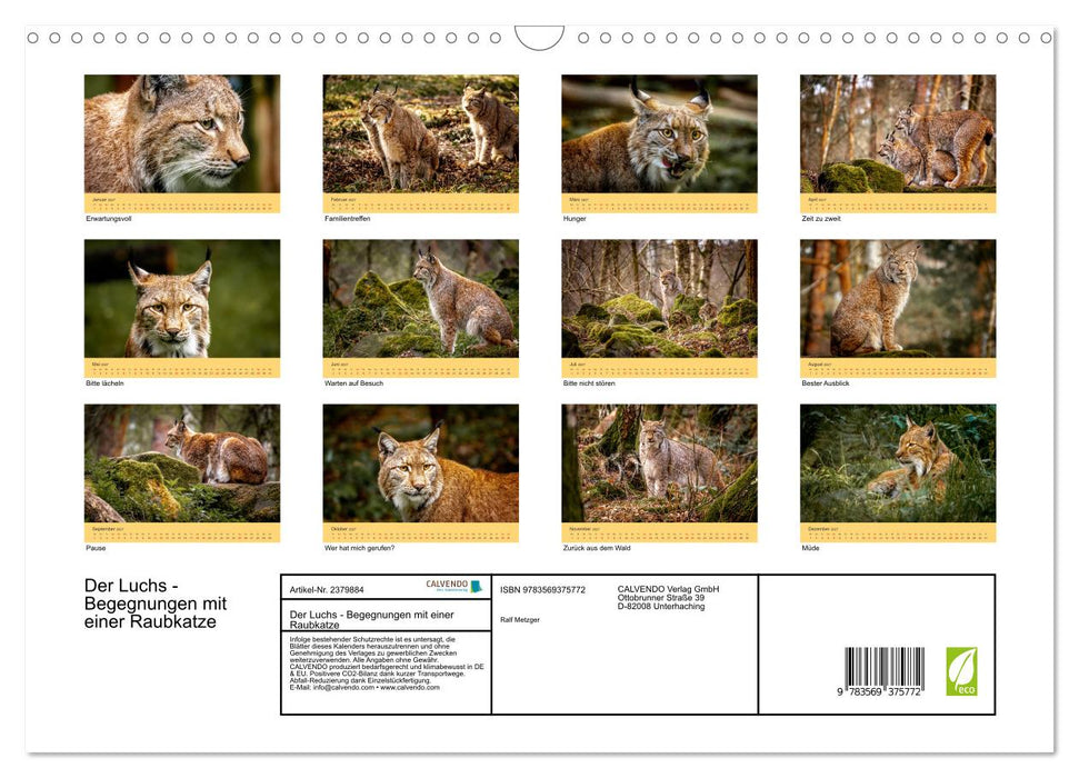 Der Luchs - Begegnungen mit einer Raubkatze (CALVENDO Wandkalender 2027)