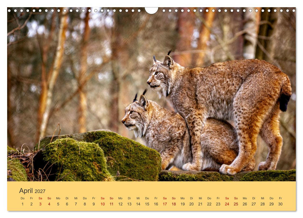Der Luchs - Begegnungen mit einer Raubkatze (CALVENDO Wandkalender 2027)