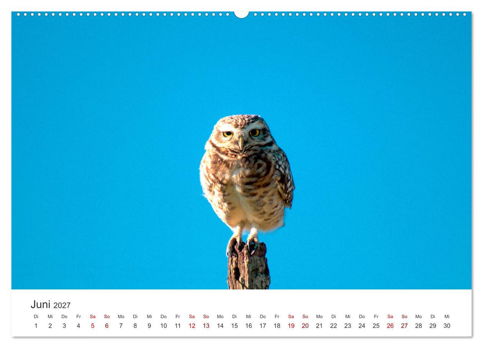 Eulen - Wachsame und geheimnisvolle Augen (CALVENDO Wandkalender 2027)