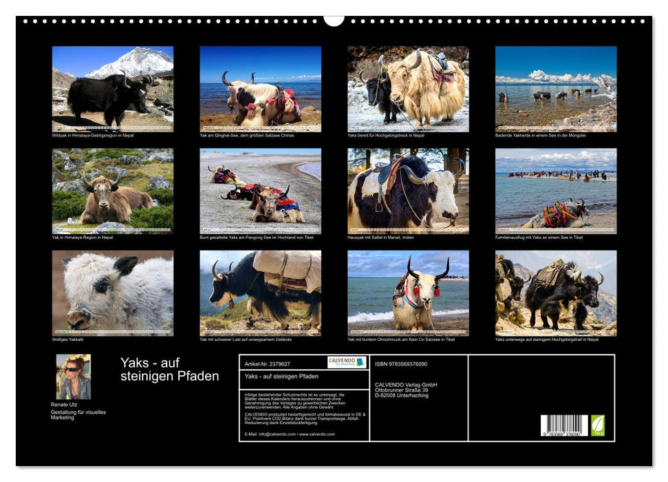 Yaks - auf steinigen Pfaden (CALVENDO Wandkalender 2027)