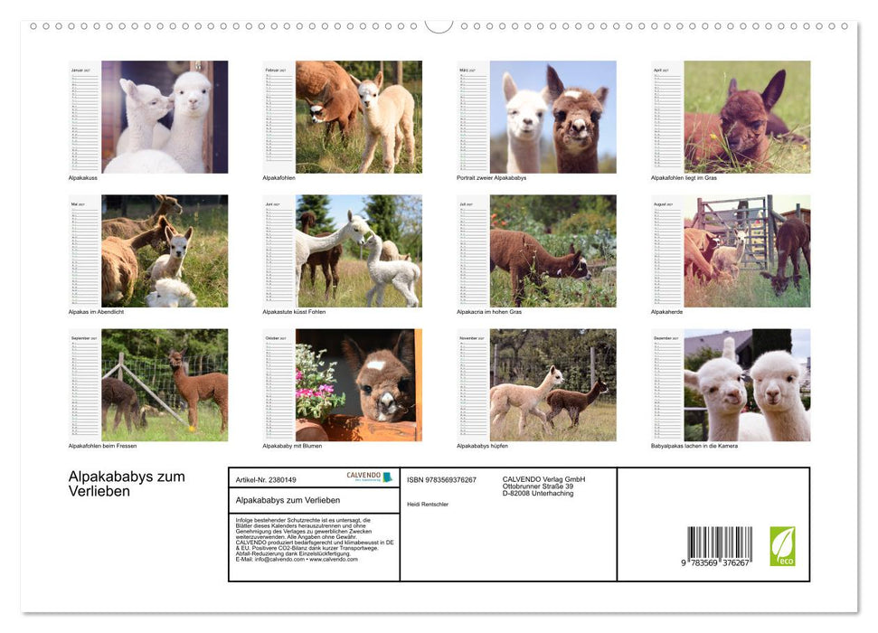 Alpakababys zum Verlieben (CALVENDO Premium Wandkalender 2027)