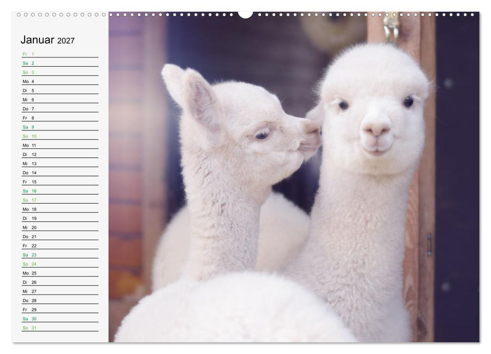 Alpakababys zum Verlieben (CALVENDO Premium Wandkalender 2027)