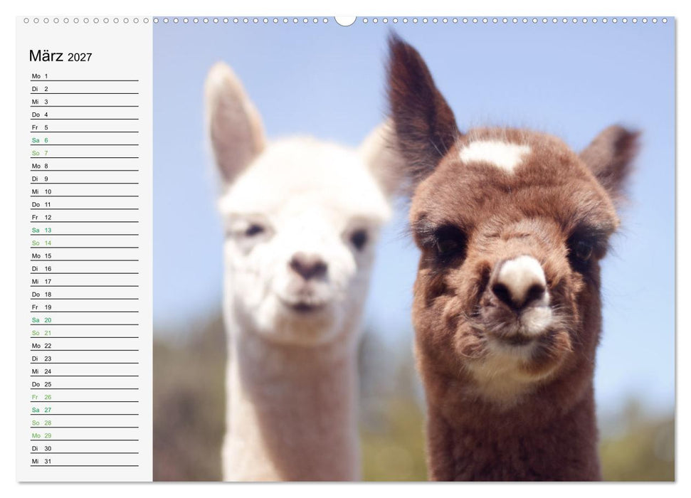 Alpakababys zum Verlieben (CALVENDO Premium Wandkalender 2027)