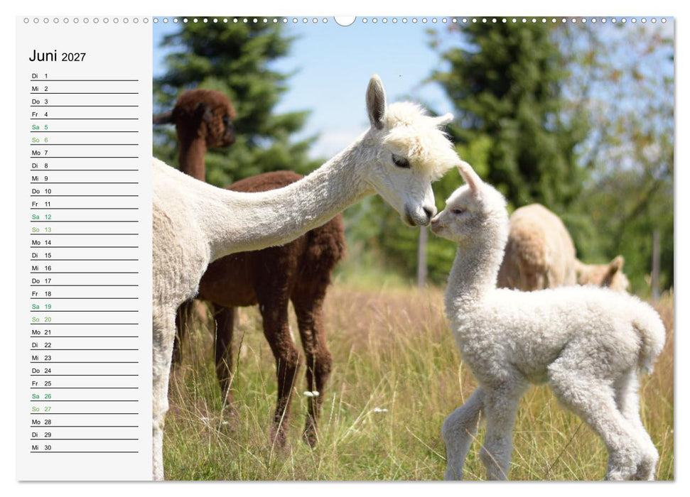 Alpakababys zum Verlieben (CALVENDO Premium Wandkalender 2027)