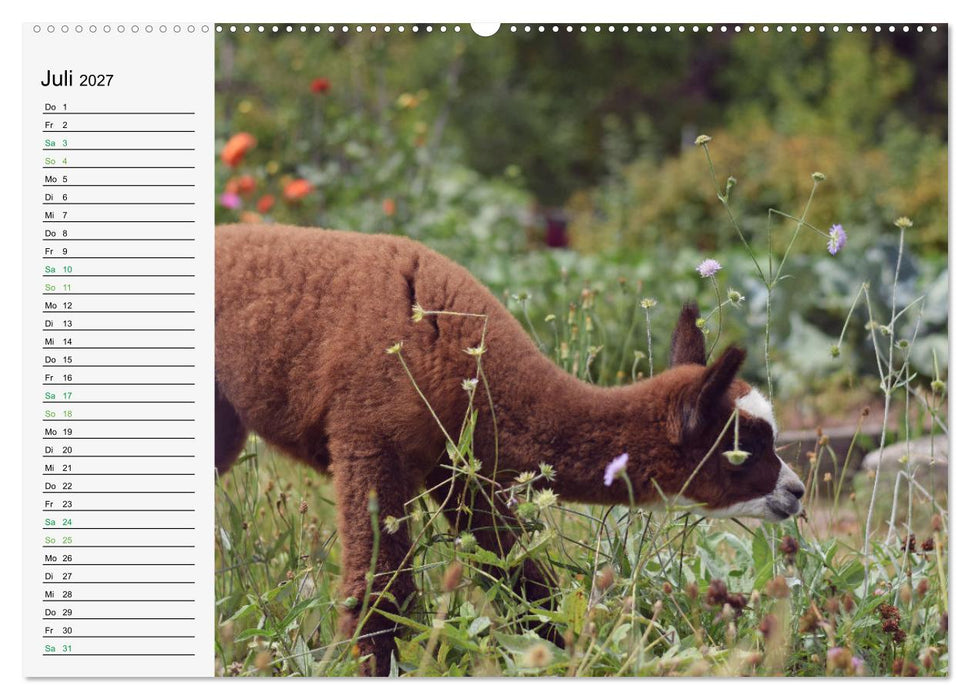 Alpakababys zum Verlieben (CALVENDO Premium Wandkalender 2027)