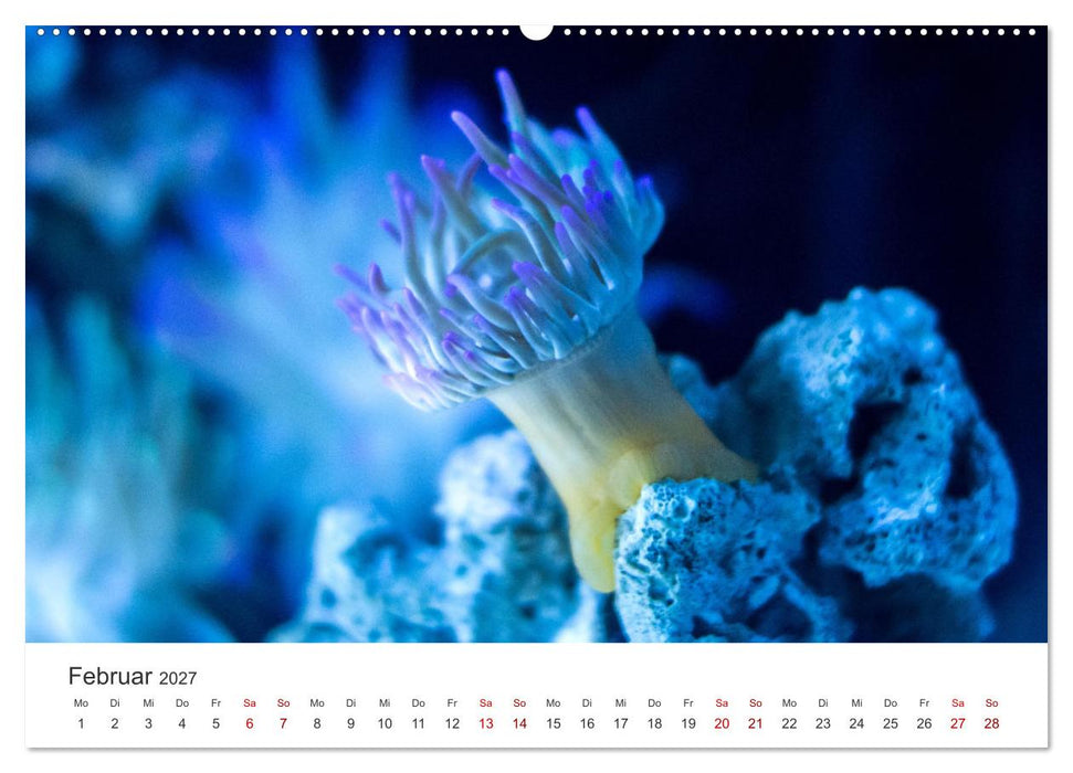 Tiefsee - Ein Abenteuer ins Unbekannte. (CALVENDO Wandkalender 2027)
