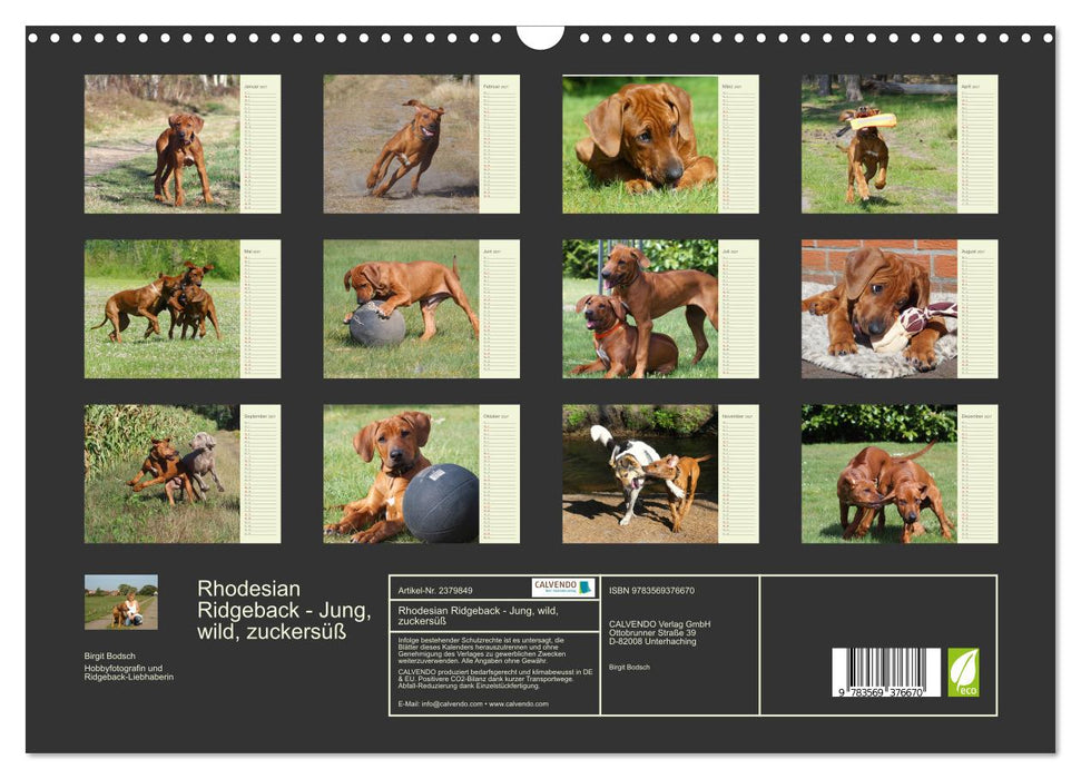 Rhodesian Ridgeback - Jung, wild, zuckersüß (CALVENDO Wandkalender 2027)