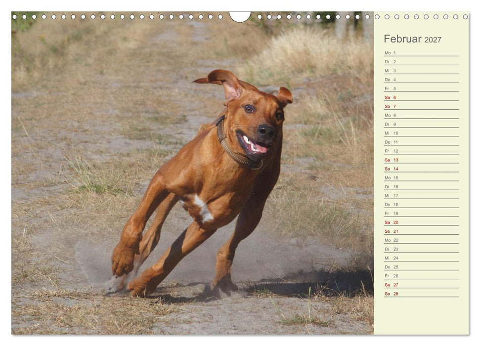Rhodesian Ridgeback - Jung, wild, zuckersüß (CALVENDO Wandkalender 2027)