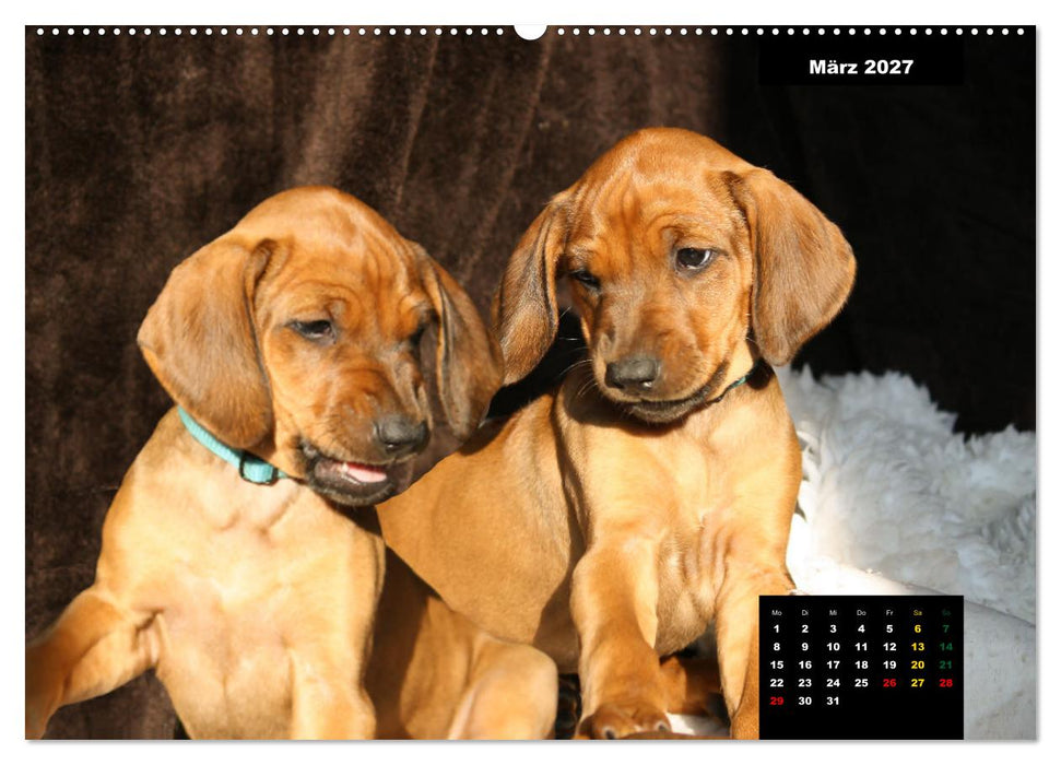 Rhodesian Ridgeback, Charmante Herzensbrecher (CALVENDO Wandkalender 2027)