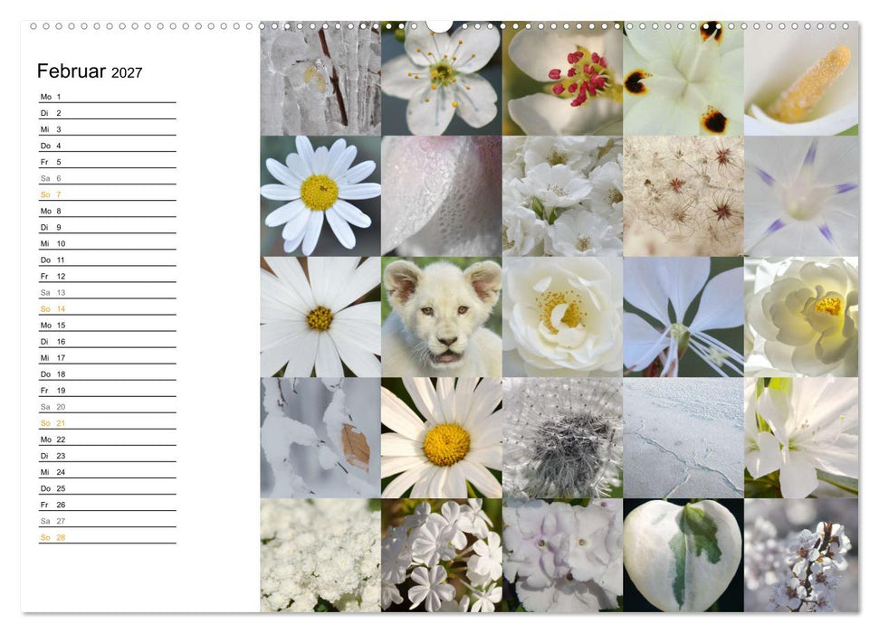 Farbenkaleidoskop (CALVENDO Wandkalender 2027)