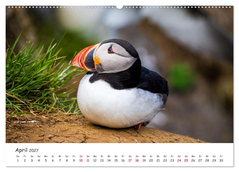 Die Welt der Papageientaucher - Islands Wildvögel (CALVENDO Premium Wandkalender 2027)