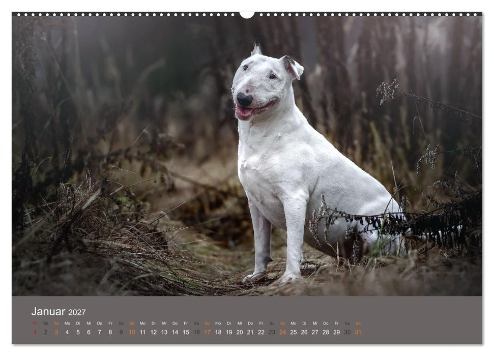 Der Bullterrier der beste Hund der Welt (CALVENDO Wandkalender 2027)