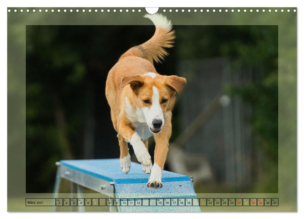 Hunde mit Spaß (CALVENDO Wandkalender 2027)