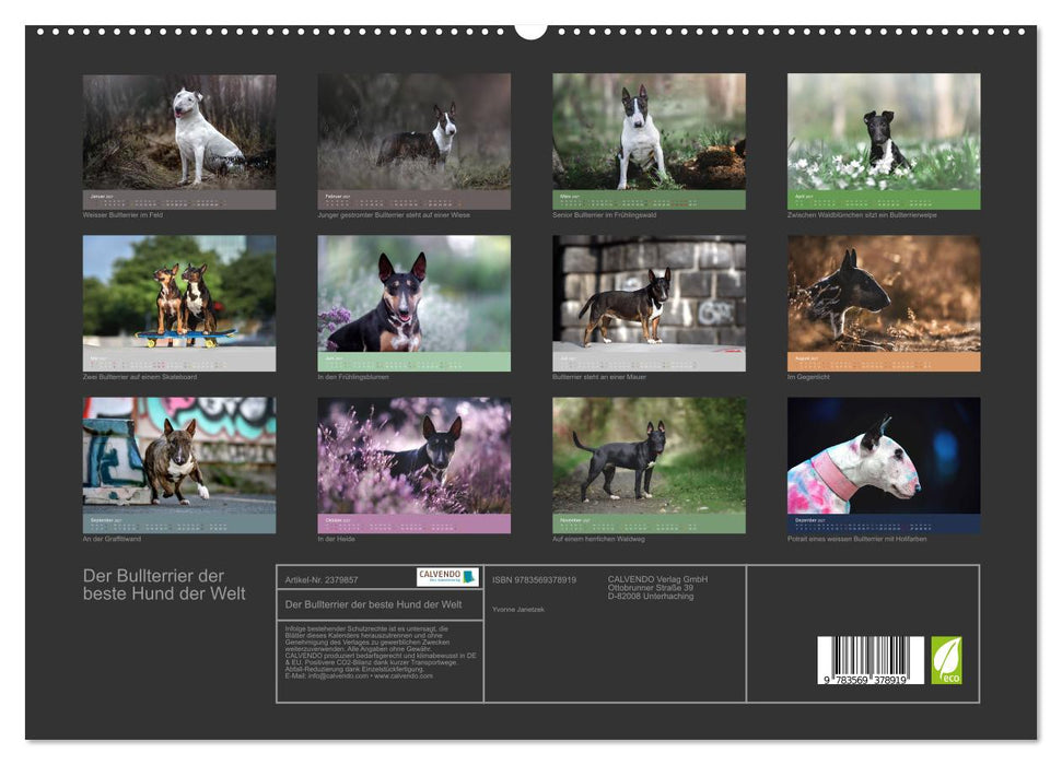 Der Bullterrier der beste Hund der Welt (CALVENDO Premium Wandkalender 2027)