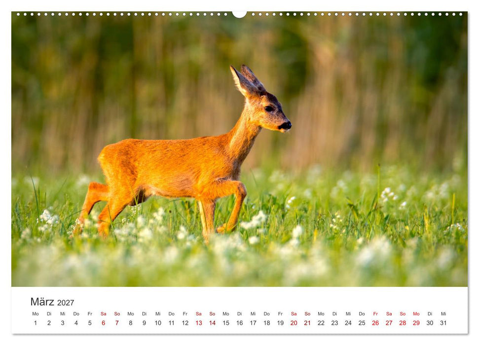 Rehkitz - Flinke kleine Bambis. (CALVENDO Wandkalender 2027)